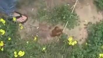 Kamryn and his girlfriend engaging in scat play in the park